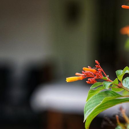 Sashini Homestay Сигирия Экстерьер фото